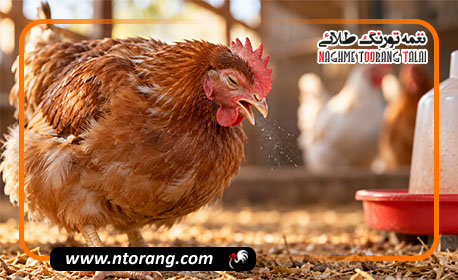 درمان سرماخوردگی مرغ؛ علائم و بهترین روش درمان